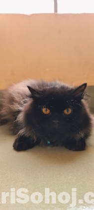 Persian male cat